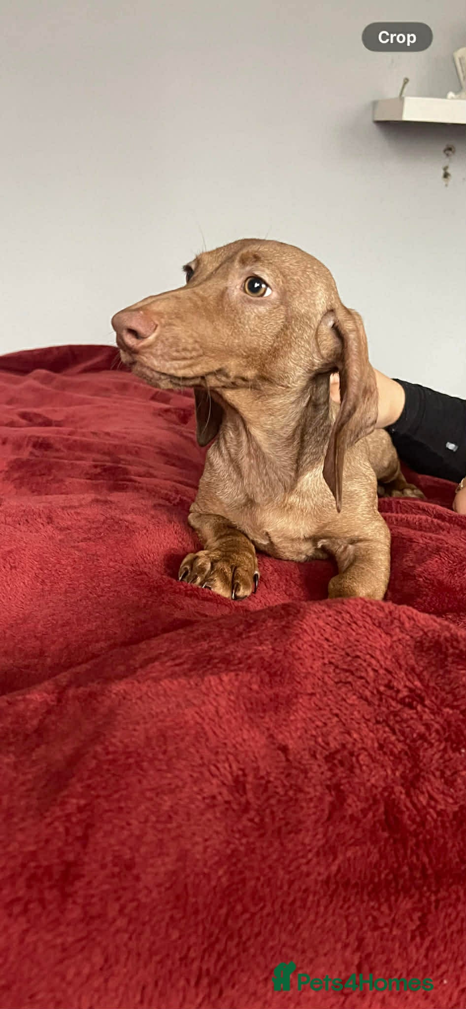 Dachshund dogs Miniature Dachshund isabelle  - Advert 8