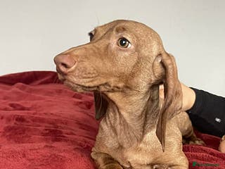 Dachshund dogs Miniature Dachshund isabelle - Advert 6