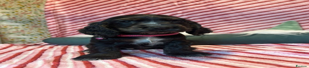 Cocker Spaniel Puppy 2