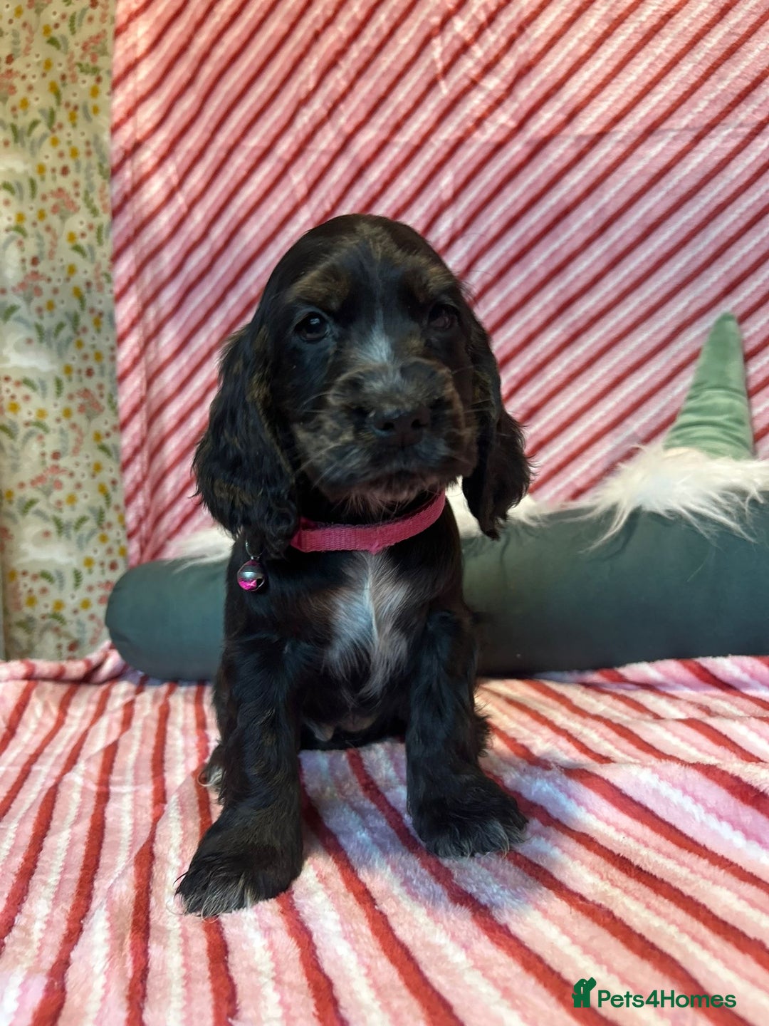 Cocker Spaniel dogs for sale: Cocker Spaniel Girls  - Advert 6