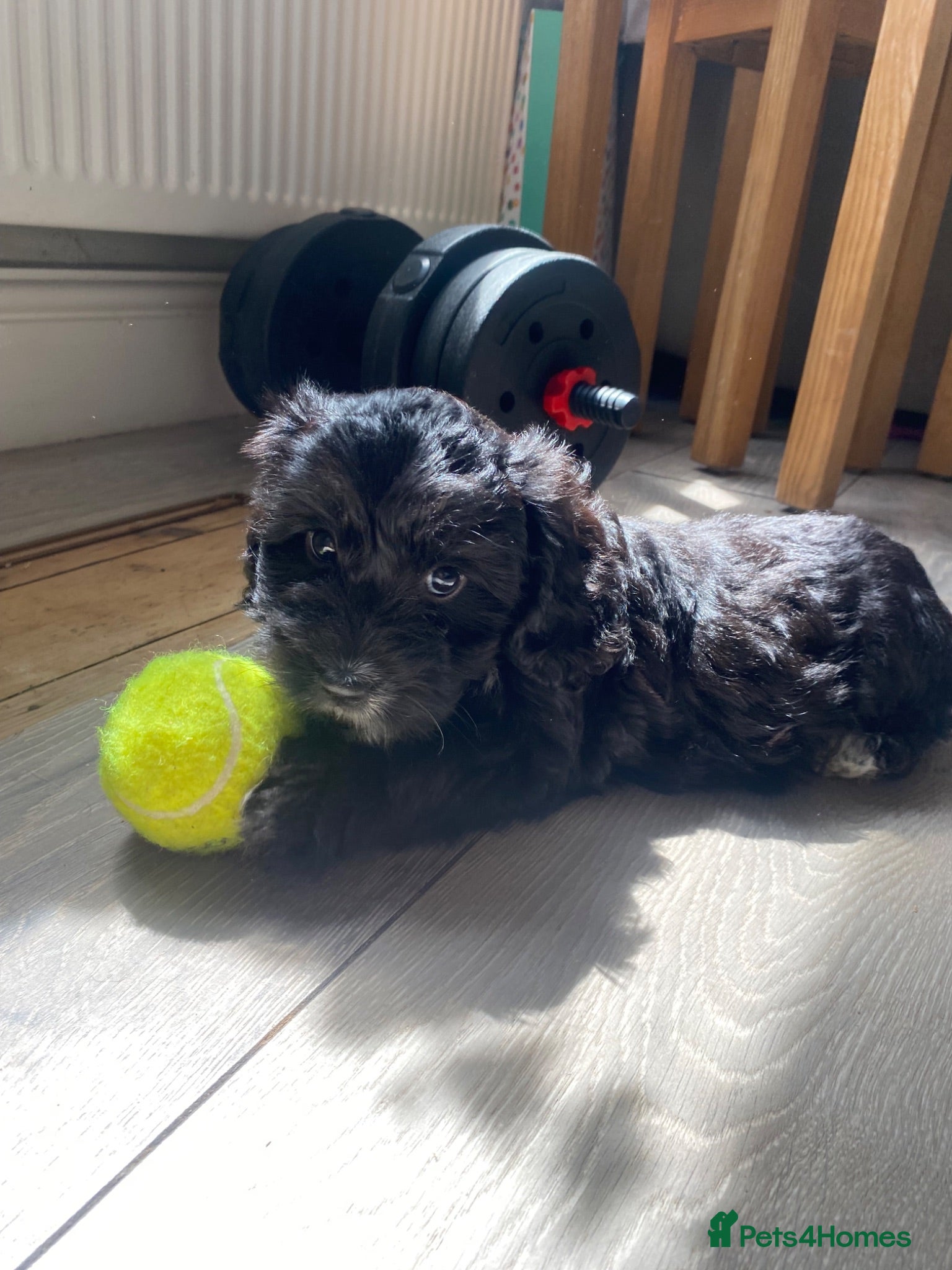 Cockapoo dogs Ready to leave F1 Cockapoo puppies *health tested* - Advert 13