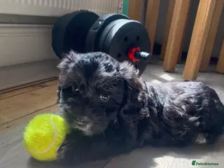 Cockapoo dogs Ready to leave F1 Cockapoo puppies *health tested* - Advert 13