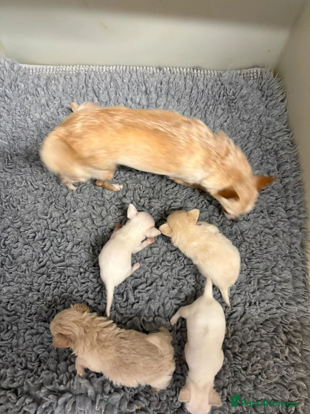 Chihuahua dogs for sale: Kc registered Chihuahua puppies - Advert 15