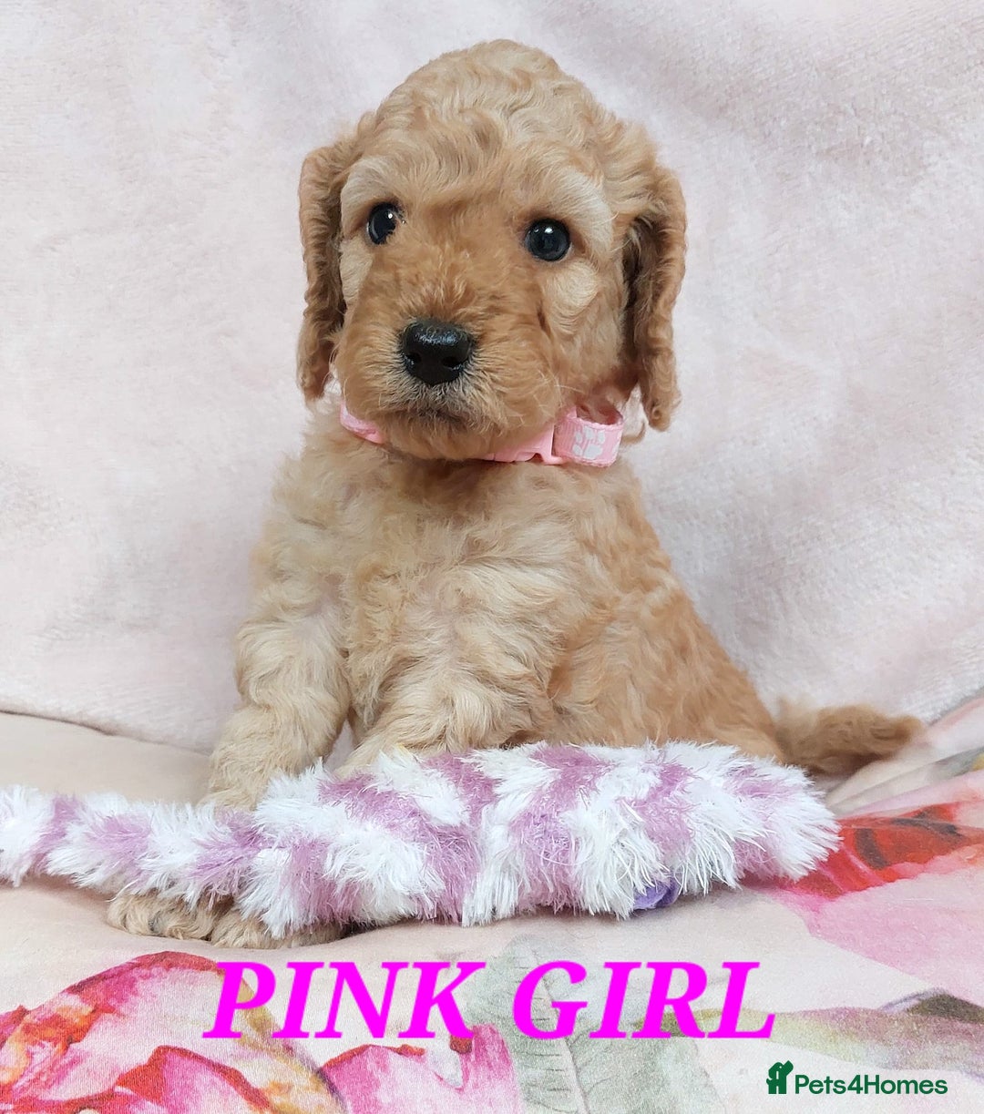 Cockapoo dogs for sale: Home bred, well socialised, trained,F1b cockapoos  - Advert 6