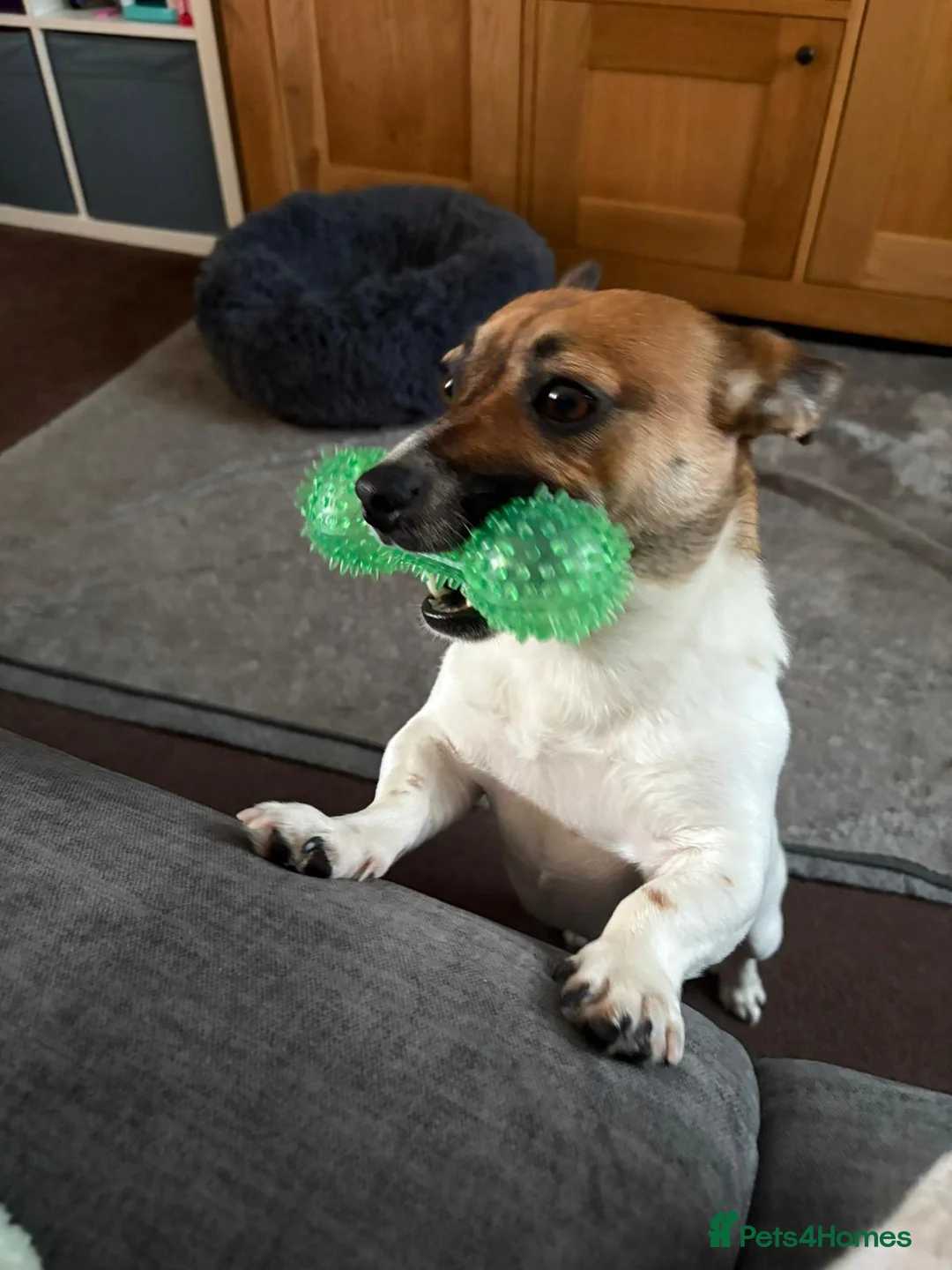 Jug dogs for sale: Beautiful little jug girl aged 20 months - Advert 2