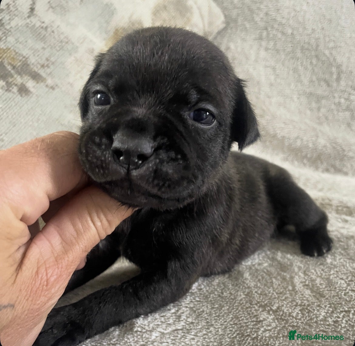 Staffordshire Bull Terrier dogs Black Eye SBTs this season litter 3 boys 3 girls  - Advert 2