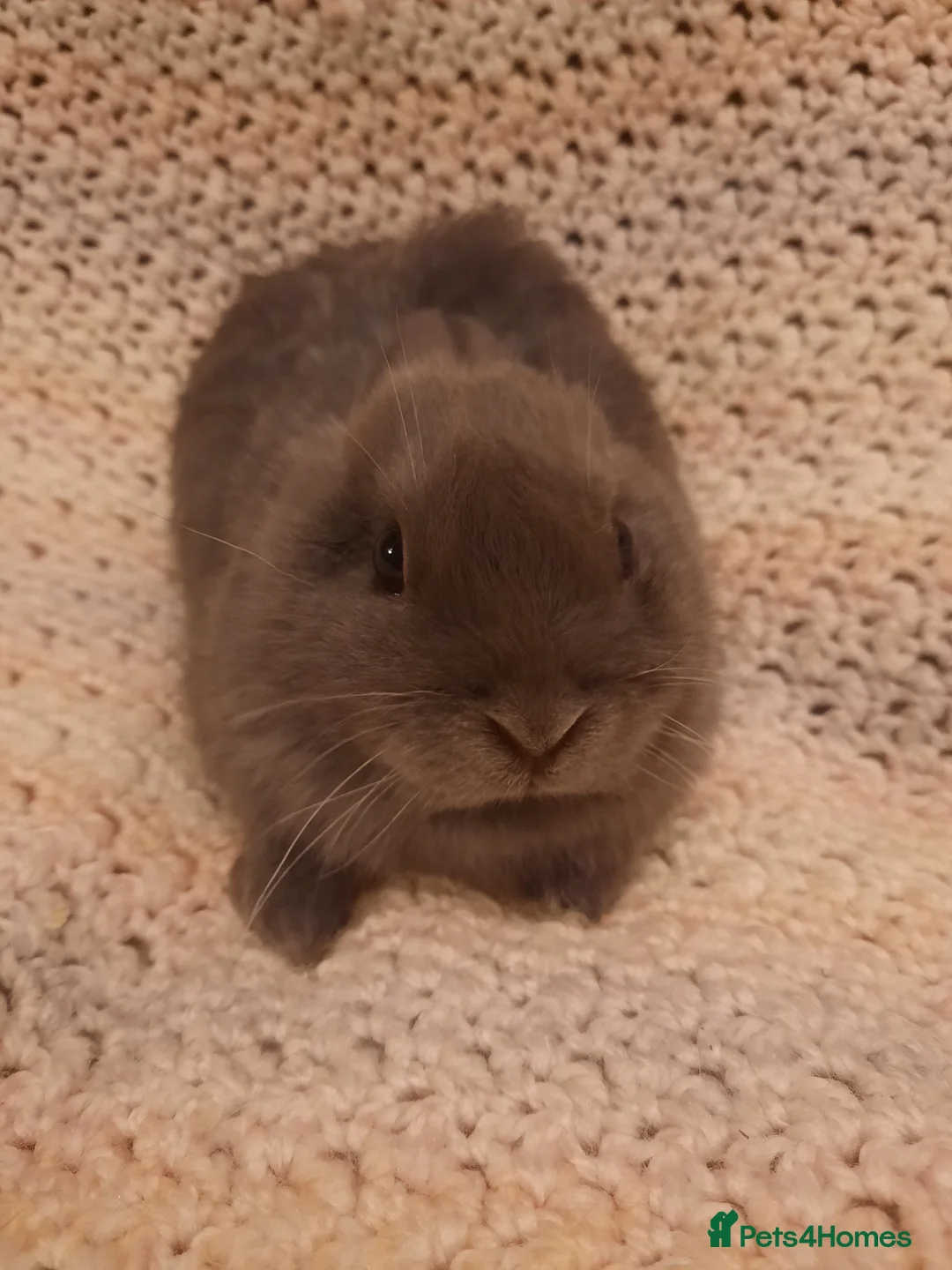Netherland Dwarf rabbits for sale: Seven Litters Of Netherland Dwarf Babies - Advert 11