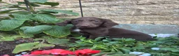 Sprocker dogs for sale: Puppies  - Advert 3