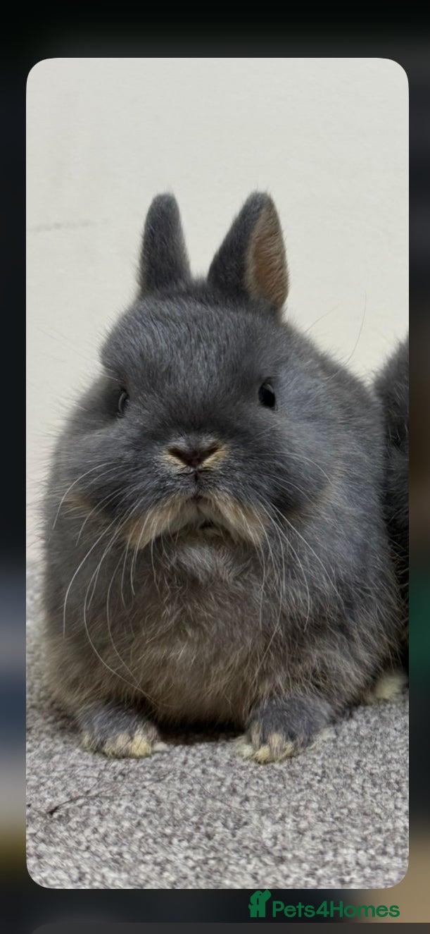 Netherland Dwarf rabbits Blue Otter Netherland Dwarf - Advert 1