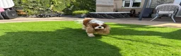 Cavalier King Charles Spaniel dogs for stud: Stunning Blenheim CKCS STUD boy - Advert 2