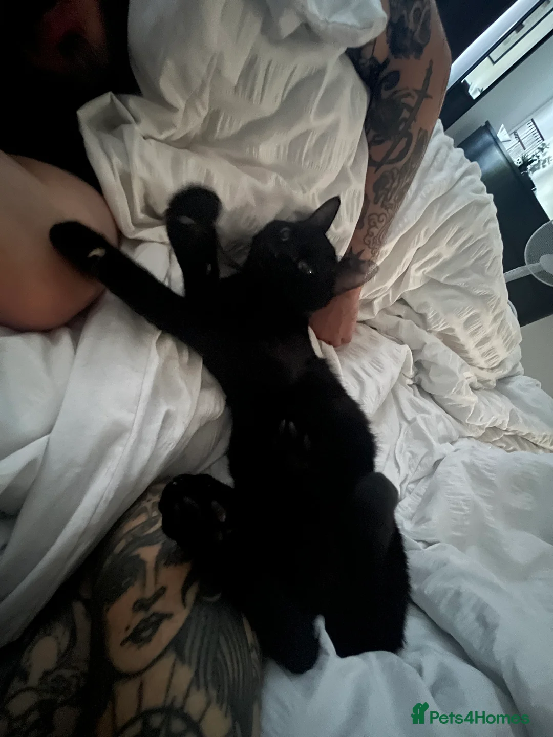 Bombay cats for sale: 2 x two-year-old bombay males - Advert 3