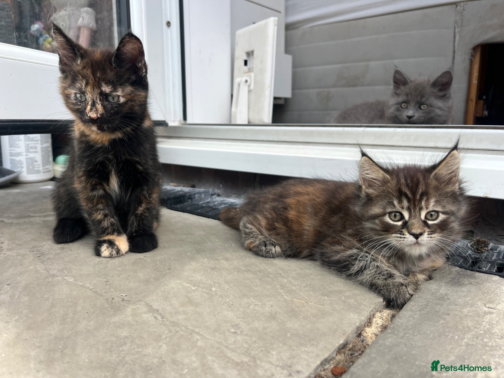 Maine Coon cats 5 Beautiful half Maine coon kittens  - Advert 1