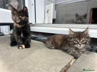 Maine Coon cats 5 Beautiful half Maine coon kittens - Advert 1