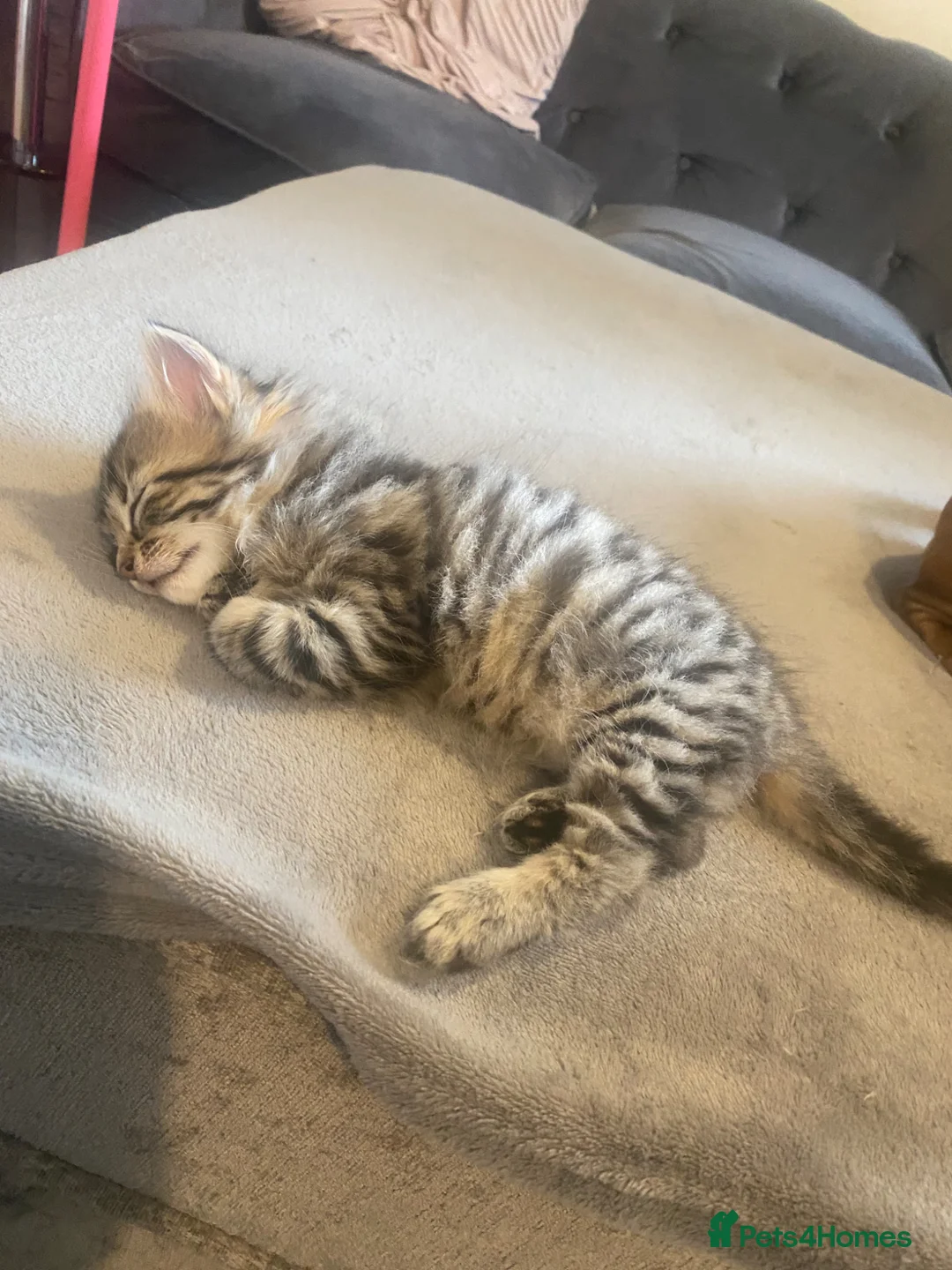 Mixed Breed cats for sale: 1 tabby boy kitten - Advert 2