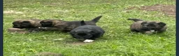 Caucasian Shepherd Dog dogs for sale: Caucasian sheapards puppy's available  - Advert 5