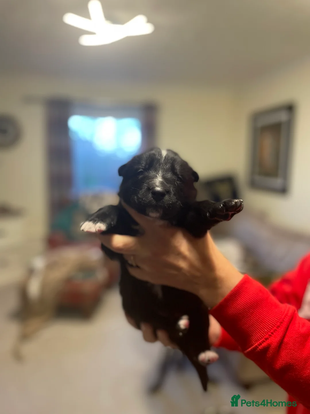 Mixed Breed dogs for sale: border collie x German shepherd \ Belgian puppys - Advert 2