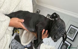 Mixed Breed dogs for sale: Beautiful pups cane/corso staff - Advert 9