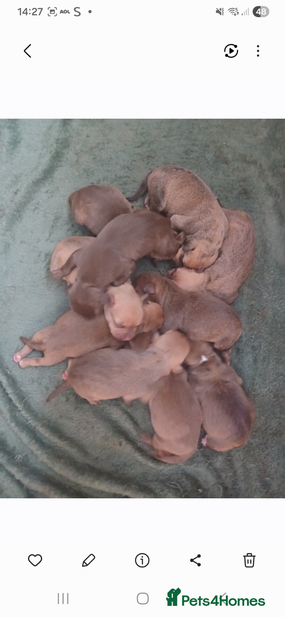 Staffordshire Bull Terrier dogs Staffy puppies - Advert 18