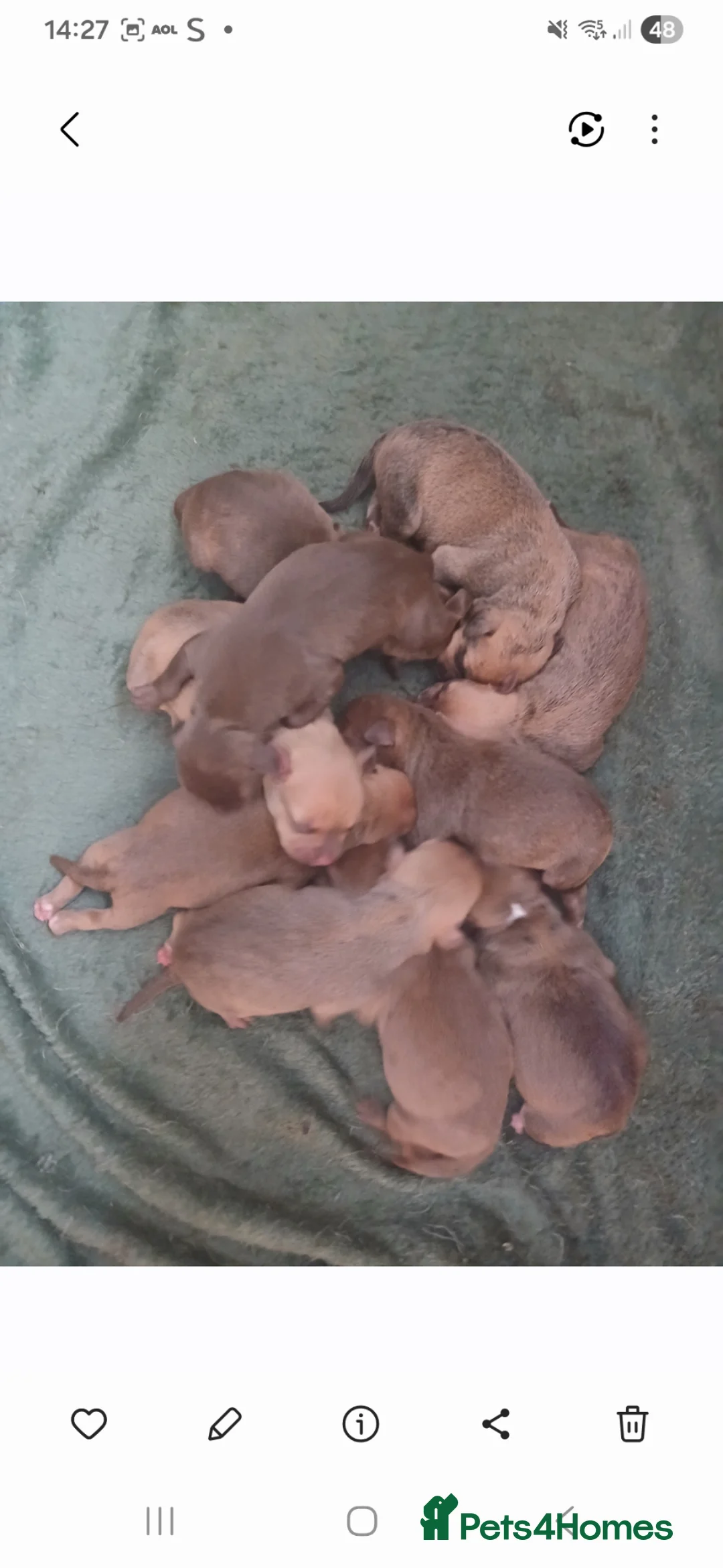Staffordshire Bull Terrier dogs for sale: Staffy puppies - Advert 1
