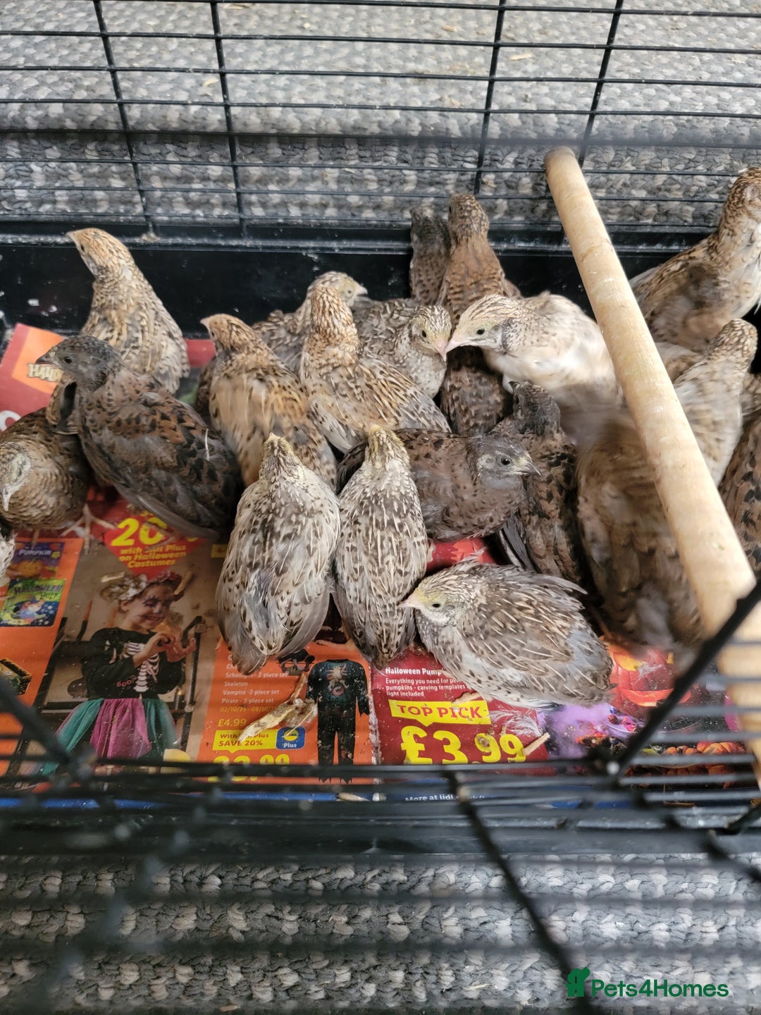 Quail poultry for sale: Chinese quails - Image 4