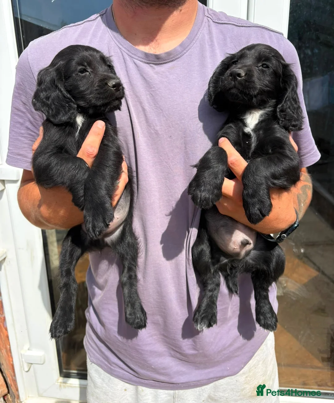 Cocker Spaniel dogs for sale: SUPERBLY BRED WORKING COCKER PUPPIES  - Advert 4