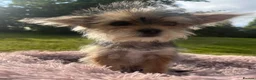 Mixed Breed dogs for sale: 🐾 Beautiful Yorkshire Terrier Puppies   🐾 - Advert 16
