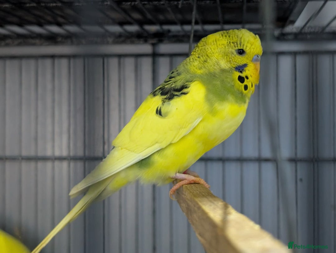 Budgerigars birds for sale: Albino Budgies White and Yellow Colours - Advert 13