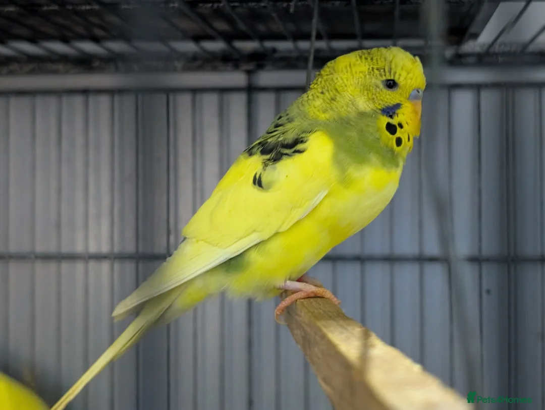 Budgerigars birds for sale: Albino Budgies White and Yellow Colours - Advert 13