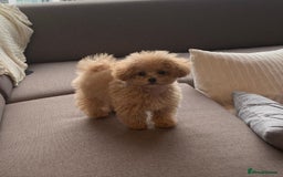 Toy Poodle dogs for sale: Cute Apricot Toy Poodle looking for a new home  - Image 4