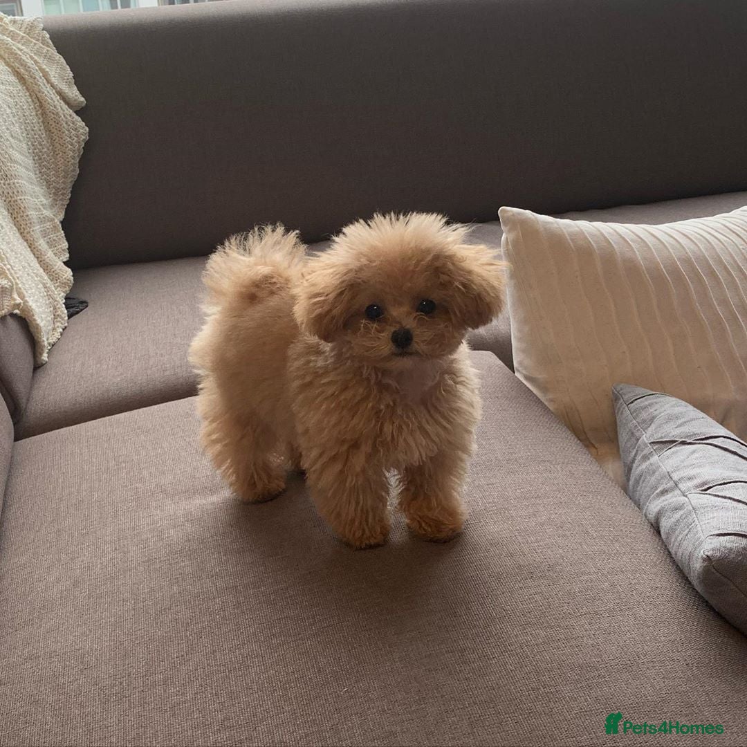 Toy Poodle dogs for sale: Cute Apricot Toy Poodle looking for a new home  - Image 4