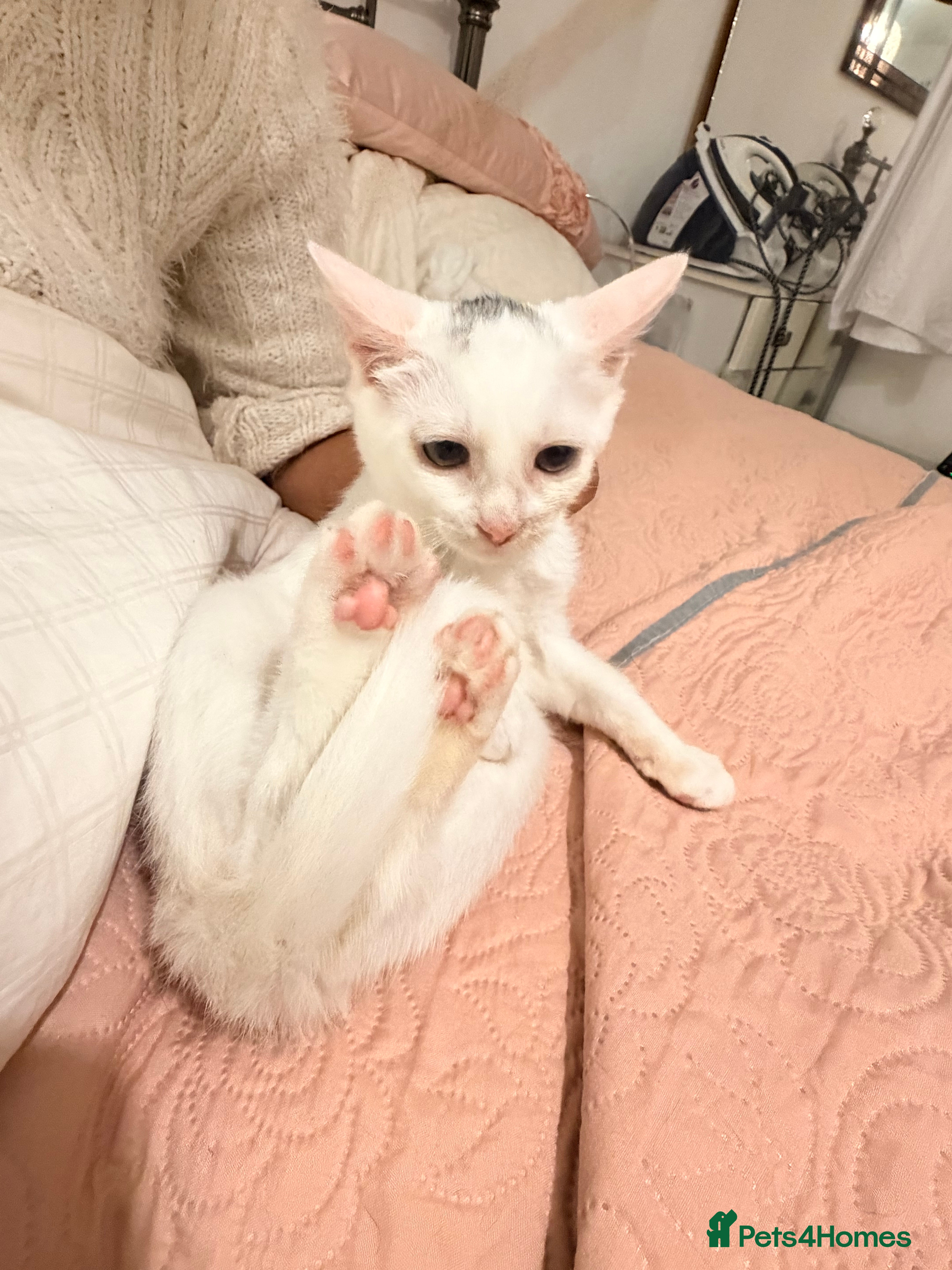 Turkish Van cats White Turkish Van Kitten: Playful, Cuddly & Ready - Advert 1