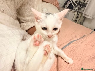 Turkish Van cats White Turkish Van Kitten: Playful, Cuddly & Ready - Advert 1