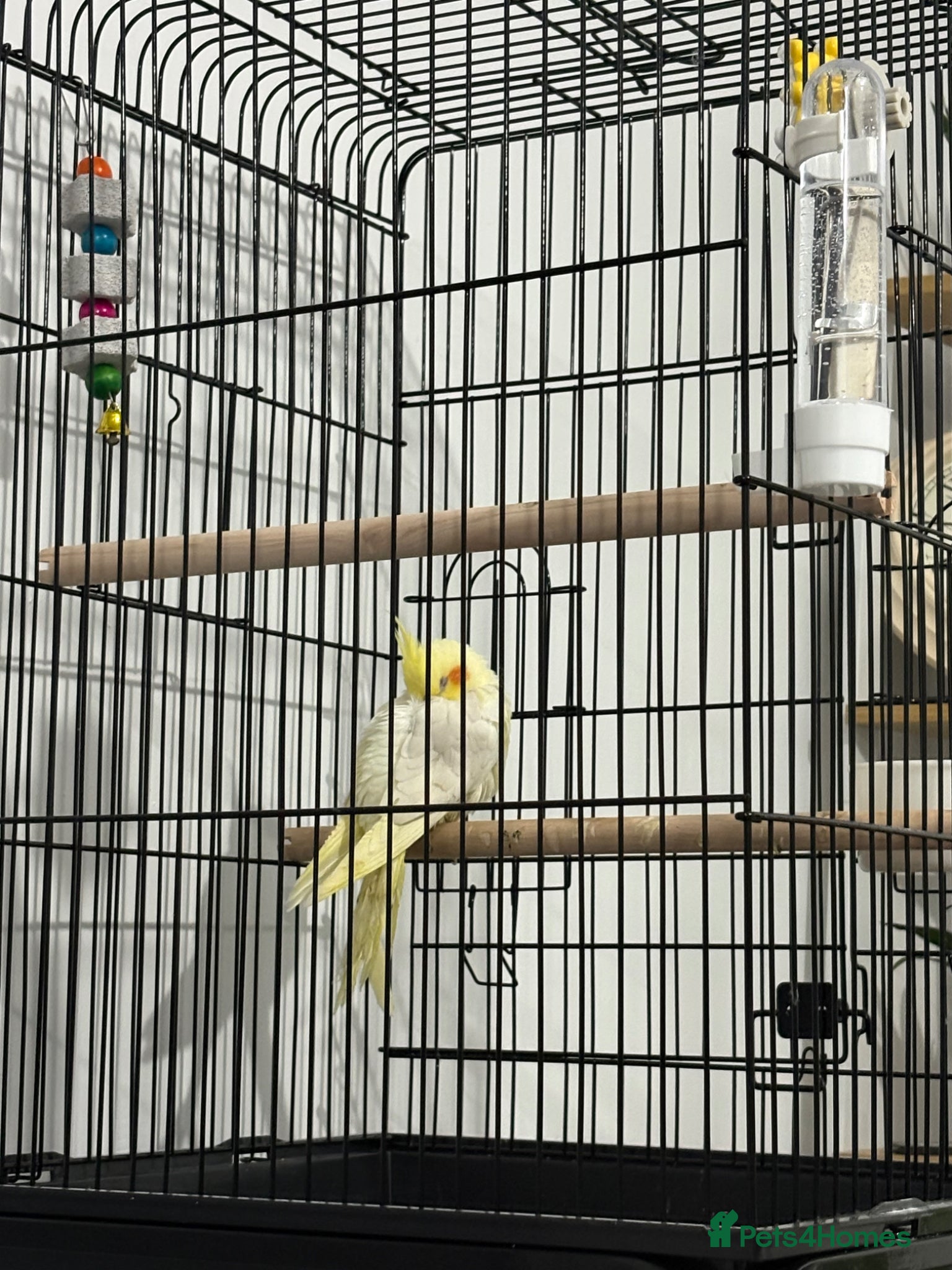 Cockatiels birds Young Cockatiel for sale - Advert 2