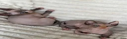 Sphynx cats for sale: Canadian Sphynx Kittens  - Advert 17