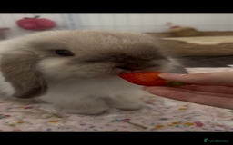 Mini Lop rabbits for sale: Mini lop buck for rehoming  - Image 2