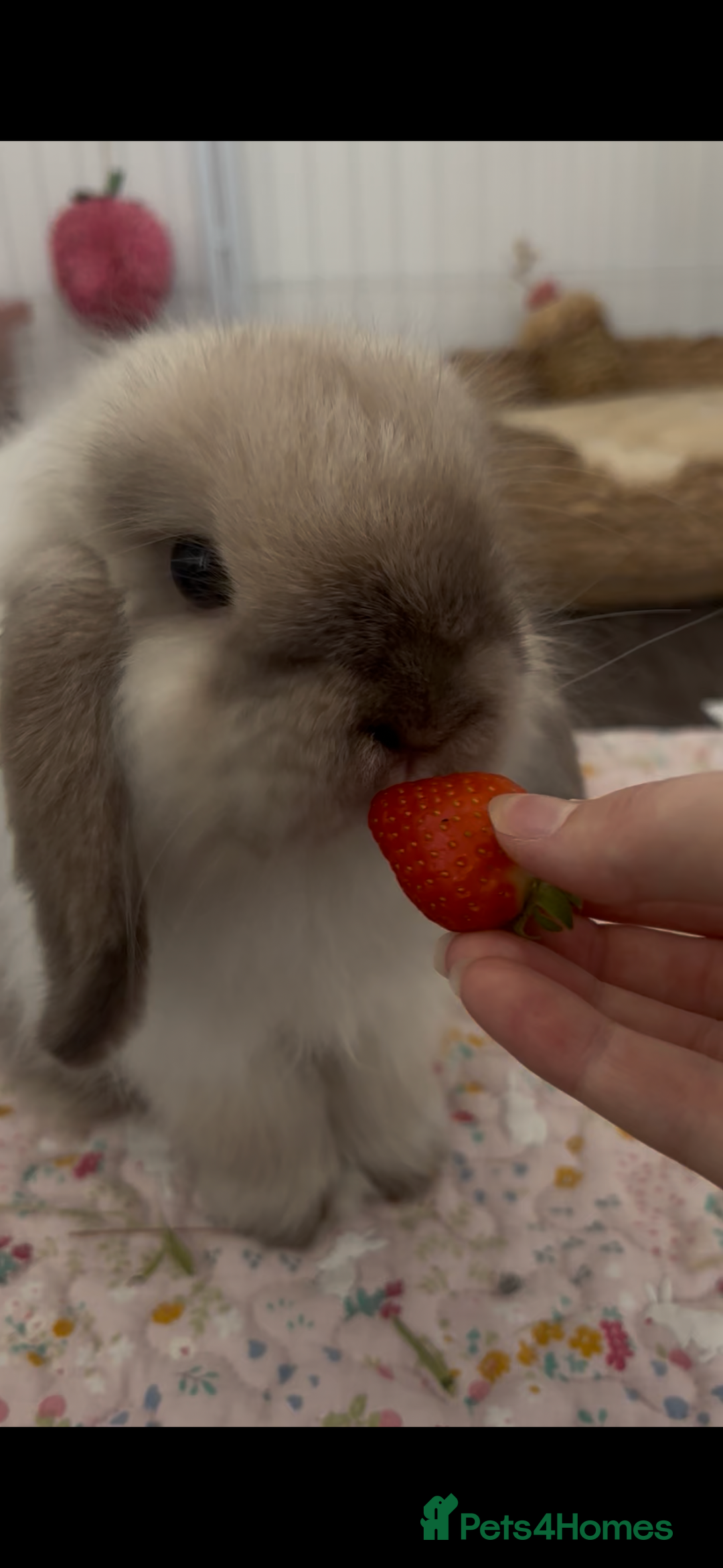 Mini Lop rabbits for sale: Mini lop buck for rehoming  - Image 2