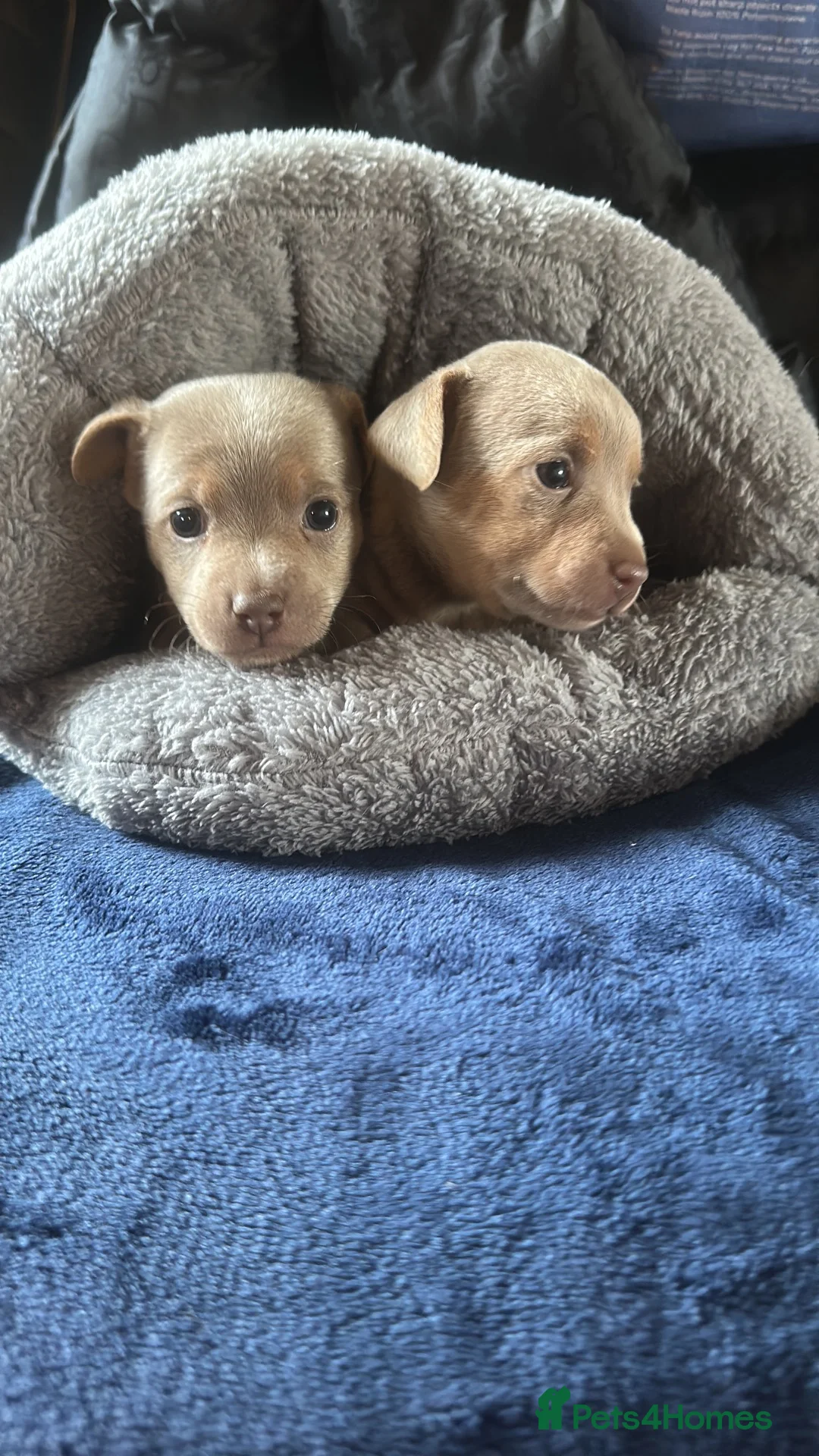 Jack Russell dogs for sale: Jack Russel Puppys small short legged - Advert 2