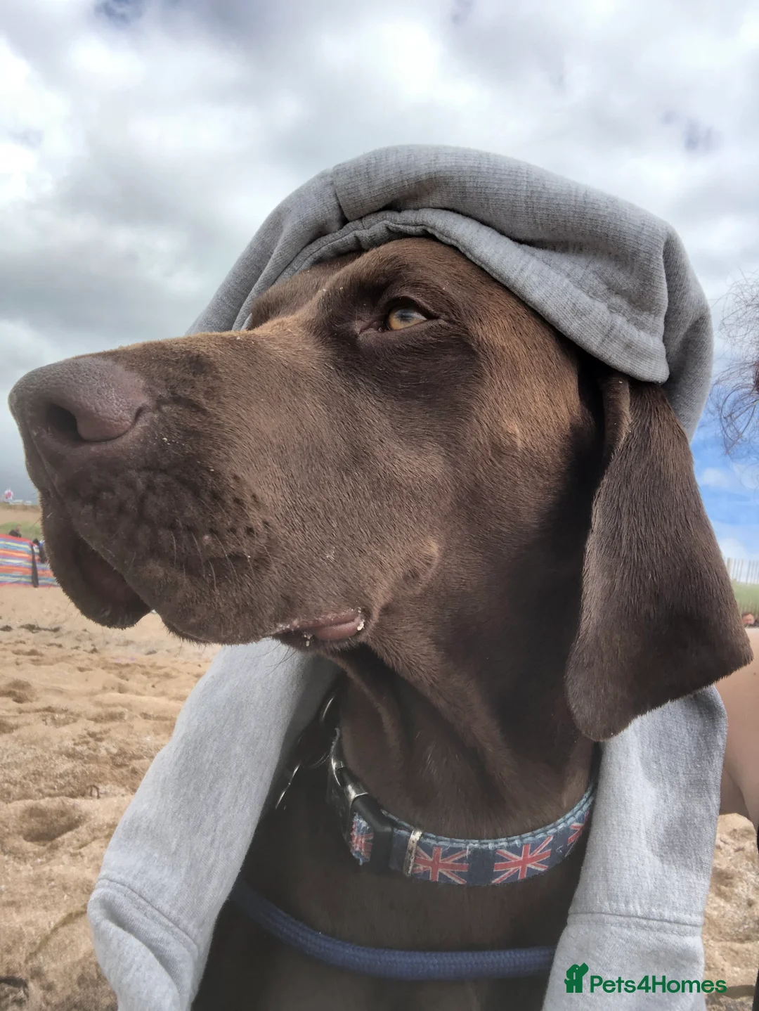 German Shorthaired Pointer dogs for stud: Stud dog available  - Advert 6