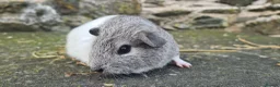 Guinea Pig rodents for sale: Male smooth haired guinea pigs - Advert 4