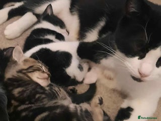 Mixed Breed cats - Advert 3