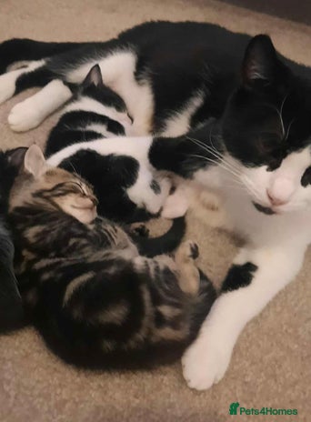 Mixed Breed cats - Advert 3