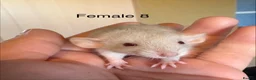 Rat rodents for sale: Mixed sex dwarf Dumbo Rats - Advert 31