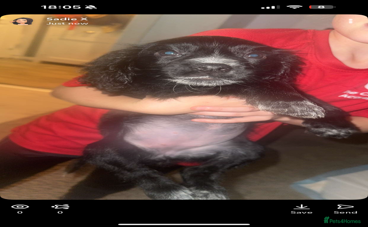 Cocker Spaniel dogs - Advert 8