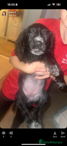 Cocker Spaniel dogs - Advert 8