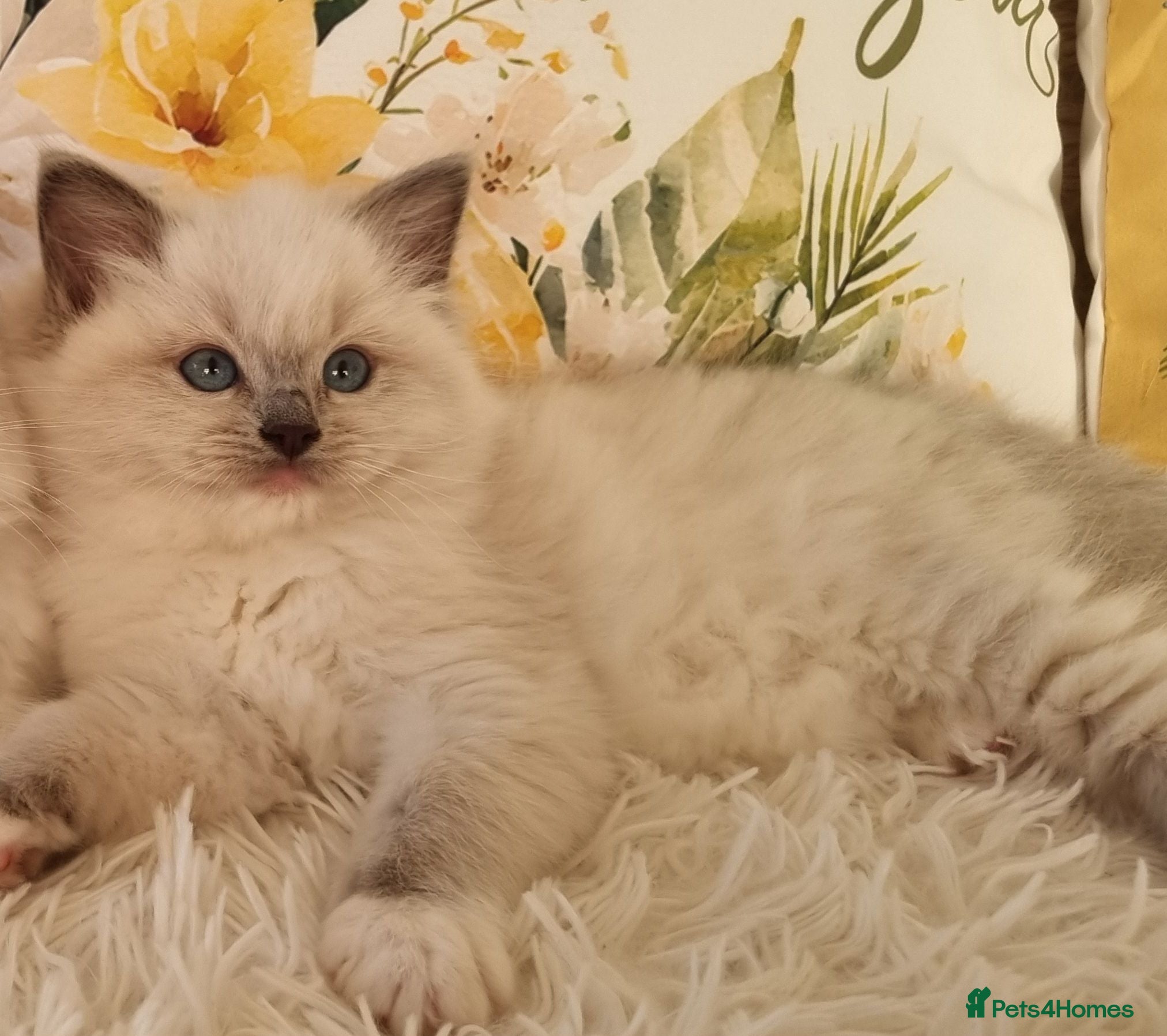 Ragdoll cats 💕BEAUTIFUL TICA REGISTERED RAGDOLLS KITTENS 💕 - Advert 2