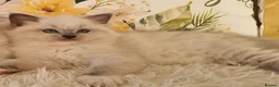Ragdoll cats for sale: 💕BEAUTIFUL TICA REGISTERED RAGDOLLS KITTENS 💕 - Advert 2