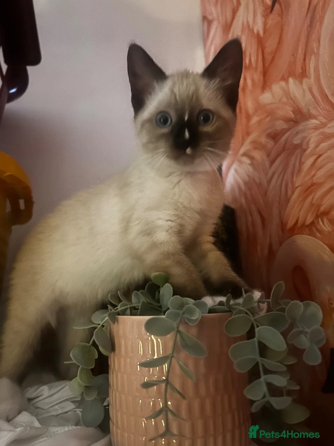 Snowshoe cats for sale: Beautiful Snowshoe Kittens – Ready to Leave Now - Advert 1