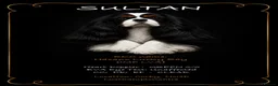 Cavalier King Charles Spaniel dogs for stud: HEALTH TESTED; PROVEN - IMPORTED STUD - Advert 1