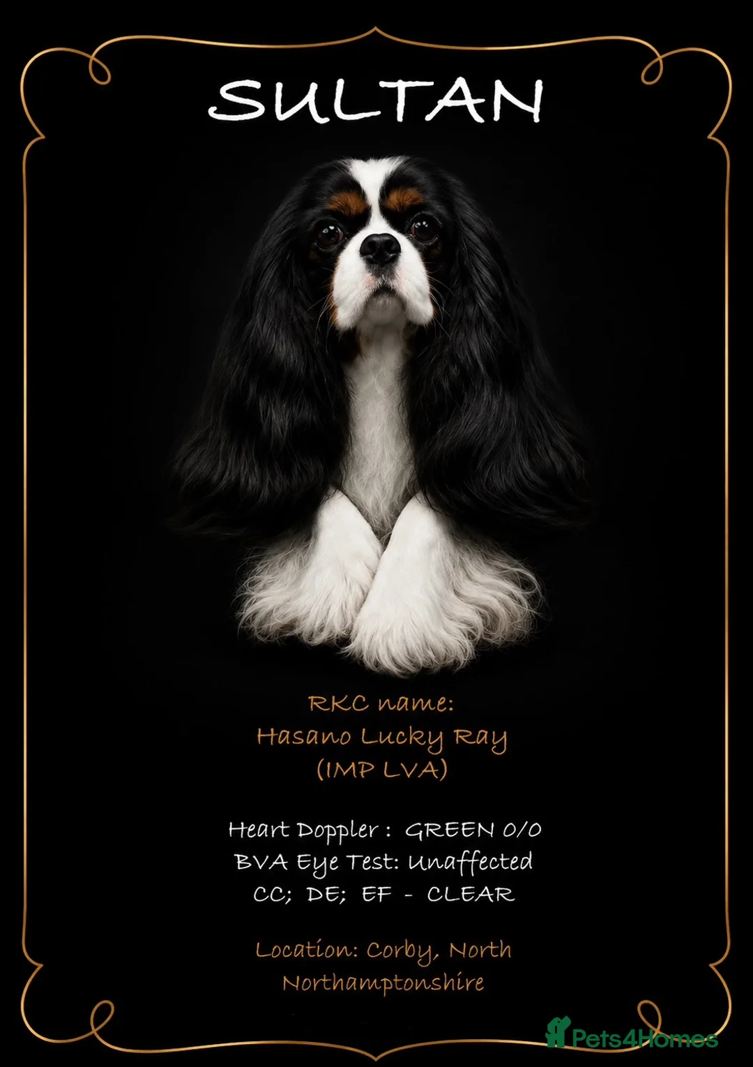 Cavalier King Charles Spaniel dogs for stud: HEALTH TESTED; PROVEN - IMPORTED STUD - Advert 1