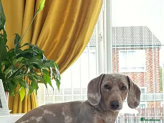 Miniature Dachshund dogs Harlo ready for STUD DUTIES - Advert 1